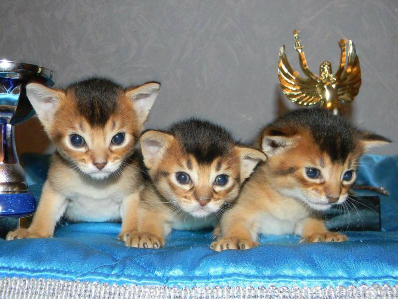 Продам: Абиссинские котята