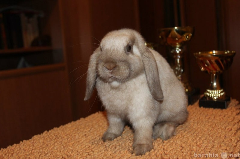 Продам: Декоративные кролики бараны