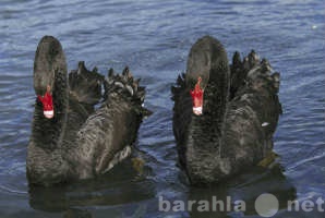 Продам: Продаются черные и черношейный лебеди