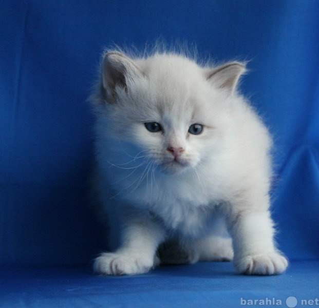 Продам: Сибирские Невские маскарадные котята с р