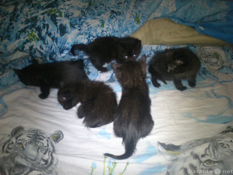 Отдам даром: 5 очаровательных черных котят
