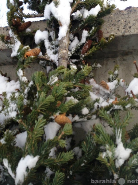 Продам: Новогодняя сибирская пихта с шишками