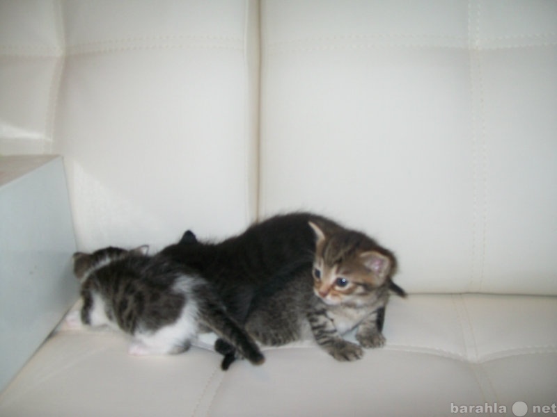 Отдам даром: Маленькие котятки от лечебной  кошечки