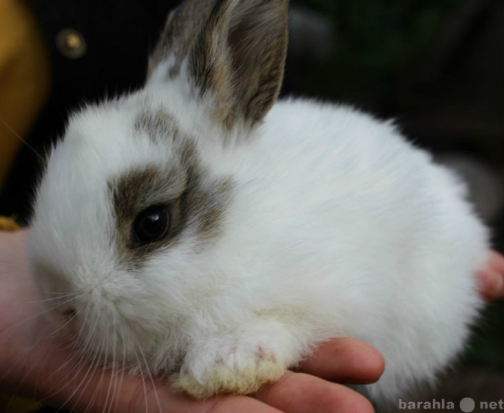 Продам: кролик карликовый декоративный