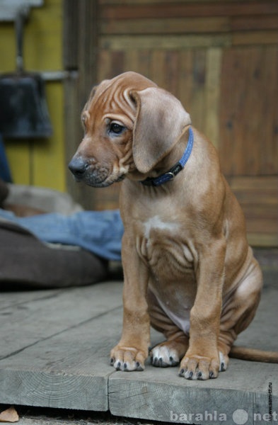Продам: Потрясающий щенок родезийского риджбека