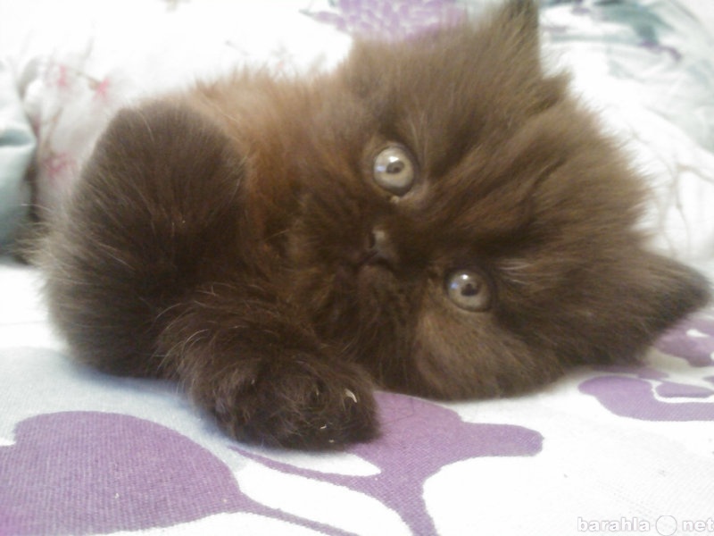 Продам: котенок перс девочка
