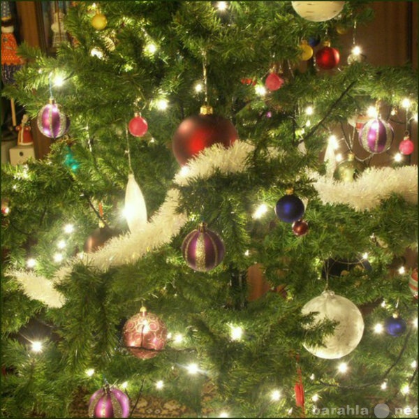 Продам: Новогодняя живая елка с доставкой на дом