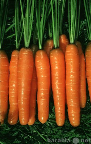 Куплю: купим морковь