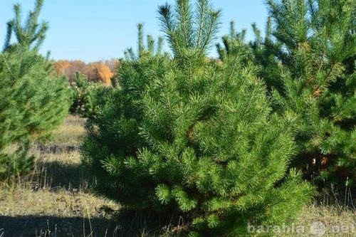 Продам: Купить живые зеленые Новогодние елки, со