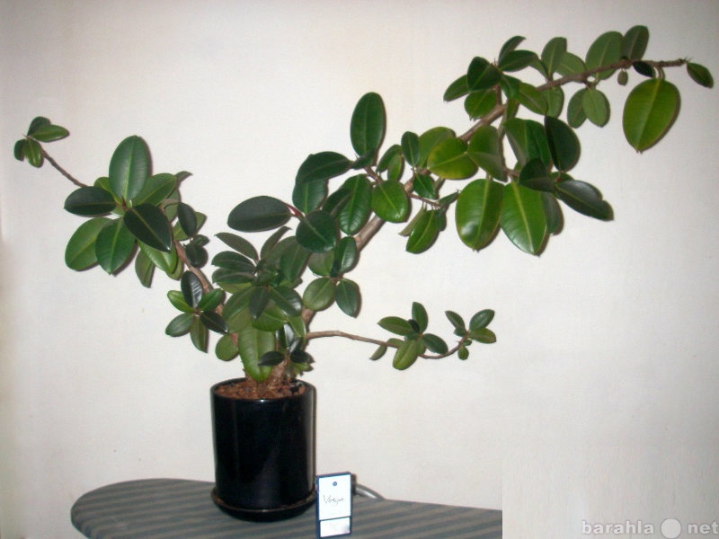Продам: Комнатное растение фикус
