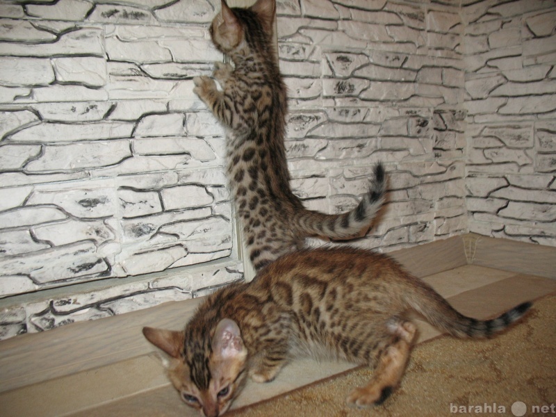 Продам: Бенгальские леопардовые котята.