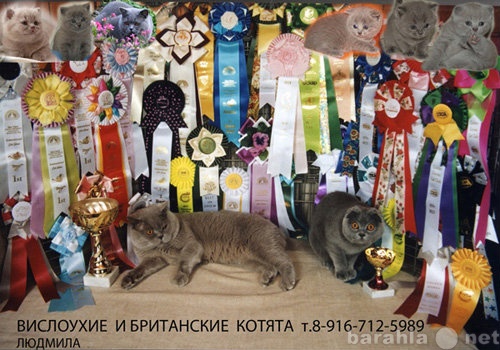 Продам: Британские котята от Чемпионов Мира