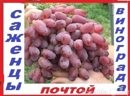 Продам: Саженцы винограда 2-х лет 90 сорт почтой