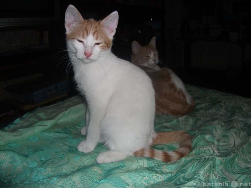 Отдам даром: Домашний бело-рыжий котенок