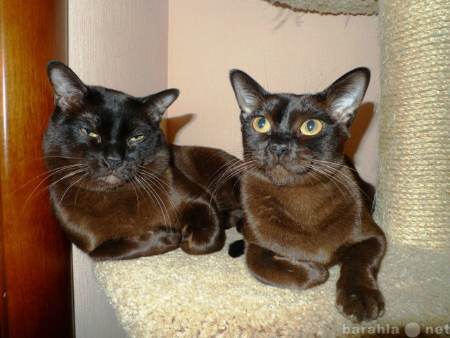 Продам: Бурманские котята соболиного окраса