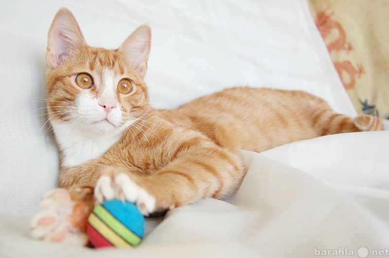 Отдам даром: Очаровательный рыжий котик в добрые руки