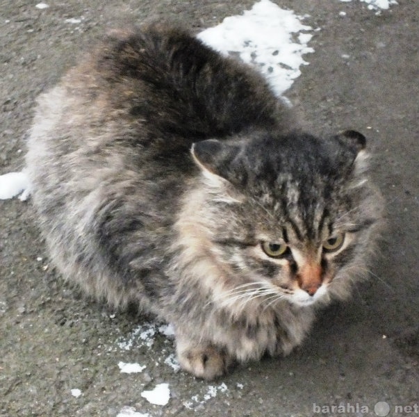 Отдам даром: котик сибирский