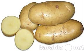 Продам: картофель ( урожай 2016)