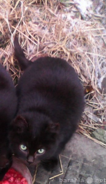 Отдам даром: Котенок дев. черная глаза зел. 4 месяца