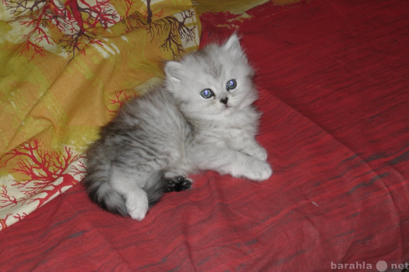 Продам: Персидские котята - лучший подарок к Нов