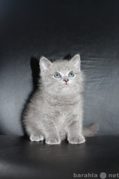 Продам: Чистокровные британские котята