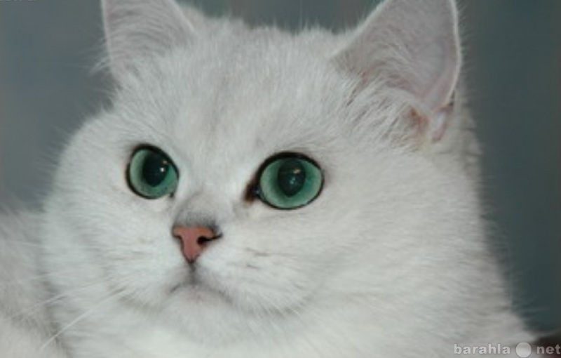 Продам: котята британской серебристой шиншиллы