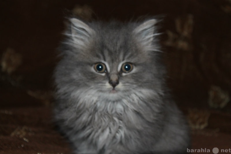 Продам: Котята 1,5 месяца