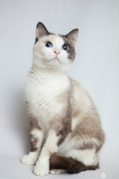 Продам: Спокойная кошка с голубыми глазами