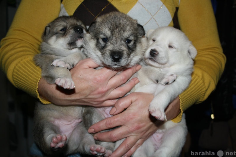 Продам: щенок лайки западно-сибирской