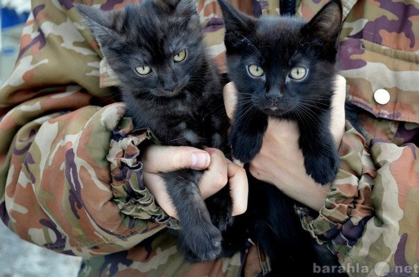 Отдам даром: Брат и сестра - котята черныши ждут хозя