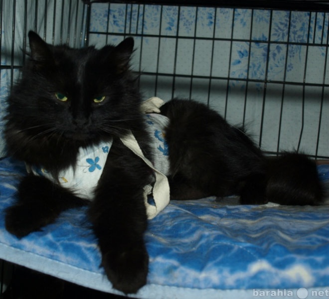 Отдам даром: Черная стерилизованная кошка ищет дом
