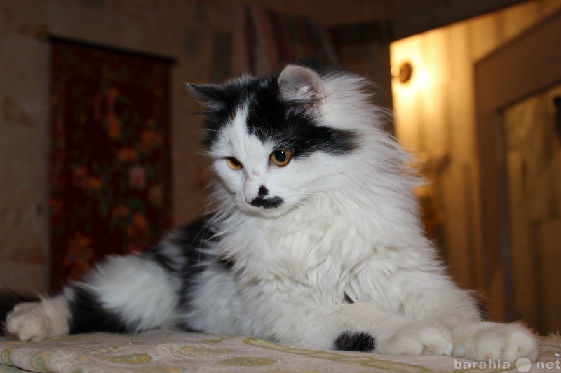Отдам даром: Роскошного Сибирского кота Лолика