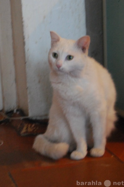 Отдам даром: Белая кошка 2 года. Послушная, нежная.