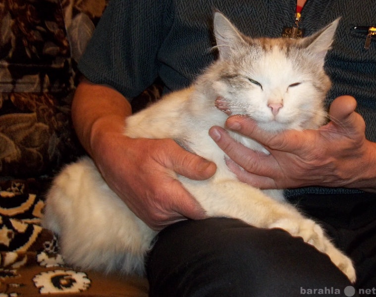 Отдам даром: Шикарный молодой котик Денни ищет дом