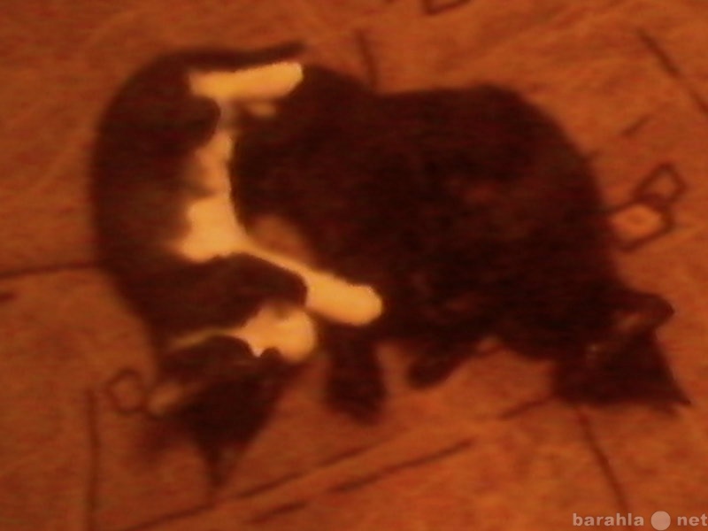 Отдам даром: Котята черного и черно-белого окраса.