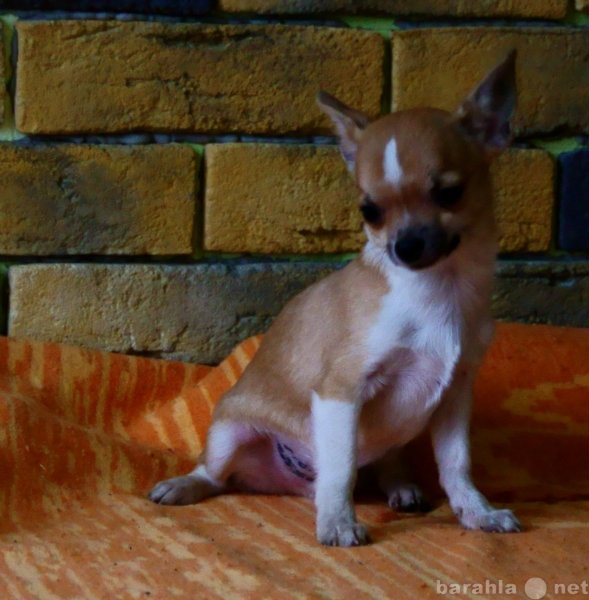 Продам: щенка чихуахуа