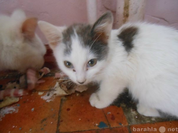 Отдам даром: Белоснежные котята и их мама ищут дом