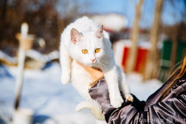 Отдам даром: Белая кошка в добрые руки!