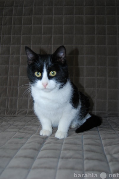 Отдам даром: Молодой черно-белый кот.Смирный и нежный