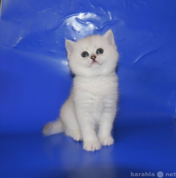 Продам: британские котята шиншиллового окраса