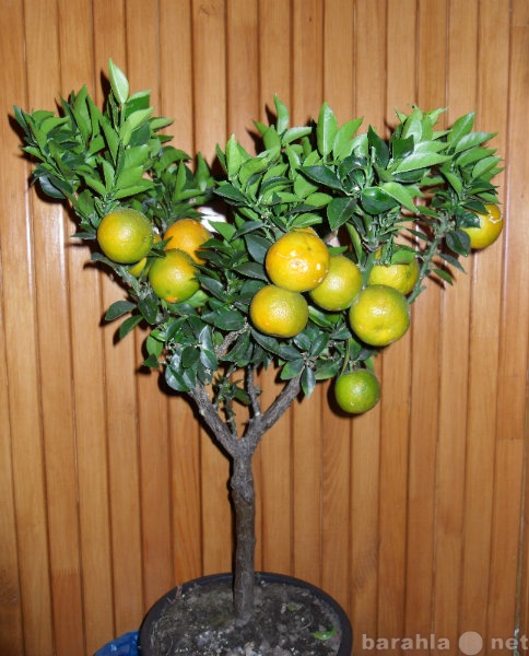 Продам: цитрусовые растения с плодами