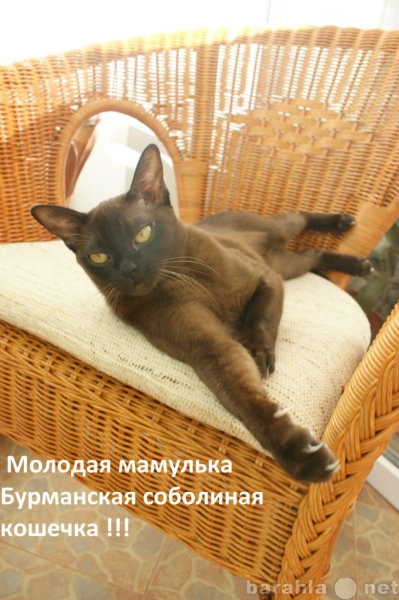 Продам: Бурманские котята(Брянск)