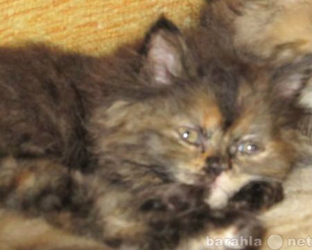 Продам: Продам персидских котят - Красноярск