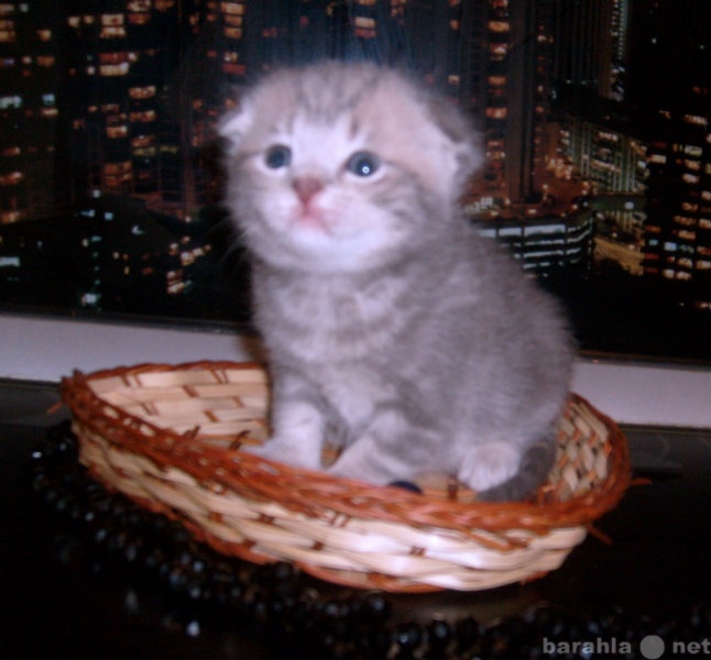 Продам: Вислоухий мраморный котенок