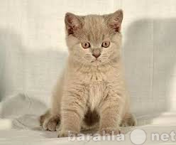 Продам: Британский лиловый котенок