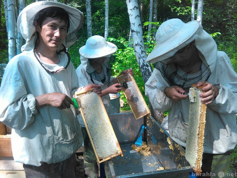 Продам: Мёд натуральный из Башкирии