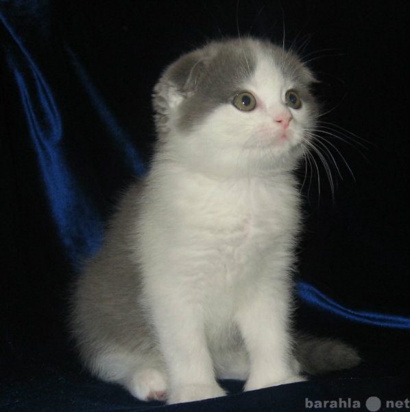 Продам: Вислоухого котенка из питомника.