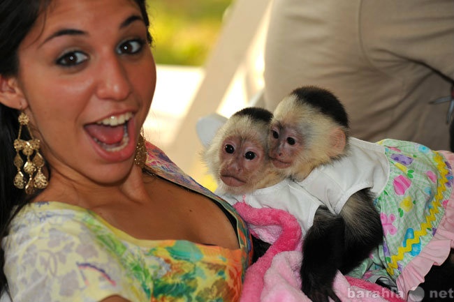 Продам: Семья поднял обезьяны на продажу
