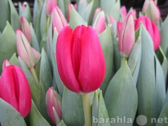 Продам: Тюльпаны оптом в Красноярске