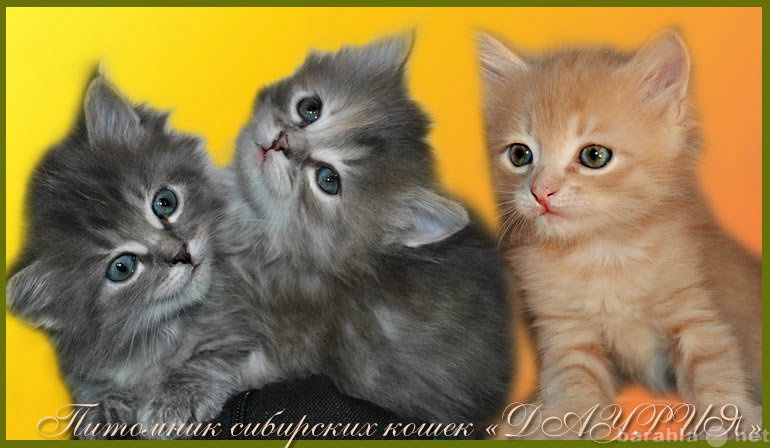 Продам: Cибирские котята от Чемпионов Мира